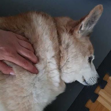 Ein Hund legt seinen Schnauze in die Hände von einem Menschen
